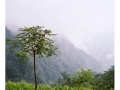 wudangshan01-arbre