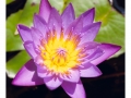 805-hampi-lotus-india2011-novembre