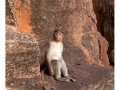 329-badami-monkey-india2011-novembre