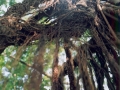 fuli01-arbrealiane