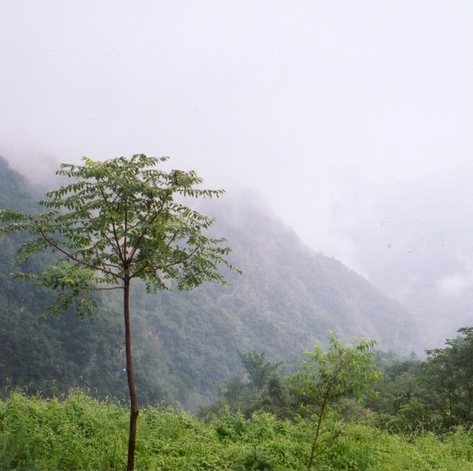 wudangshan-01-arbre