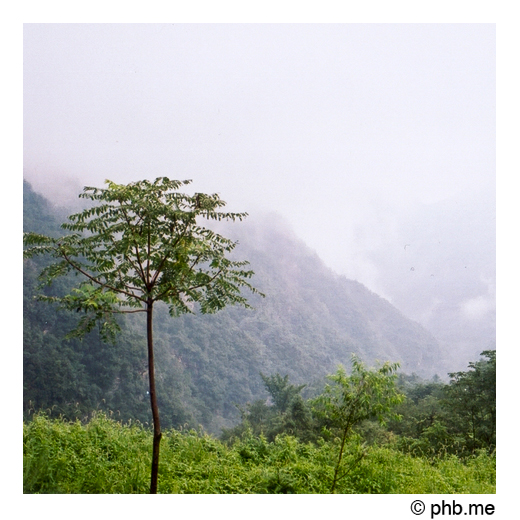 wudangshan01-arbre